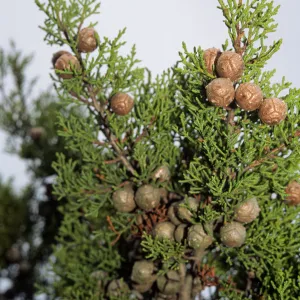 Cupressus sargentii