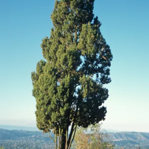 Cupressus sempervirens