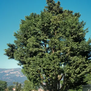 X Cuprocyparis leylandii