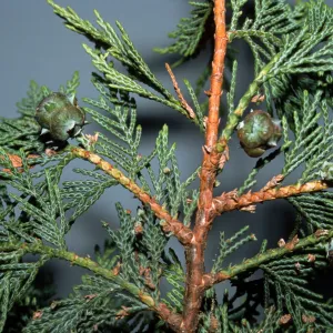 X Cuprocyparis leylandii