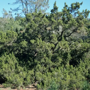 Juniperus californica