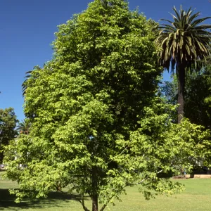 Metasequoia glyptostroboides