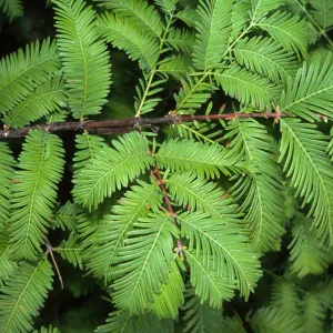 Metasequoia glyptostroboides