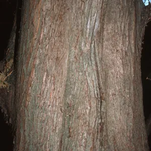 Metasequoia glyptostroboides
