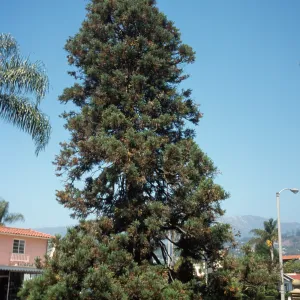 Sequoiadendron giganteum