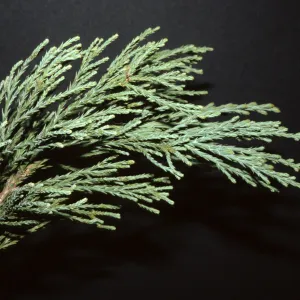 Sequoiadendron giganteum