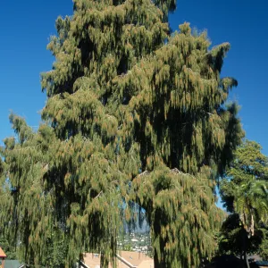Taxodium mucronatum