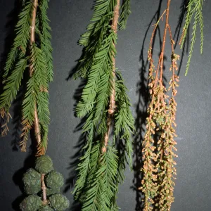 Taxodium mucronatum