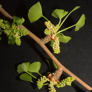 Gingko biloba