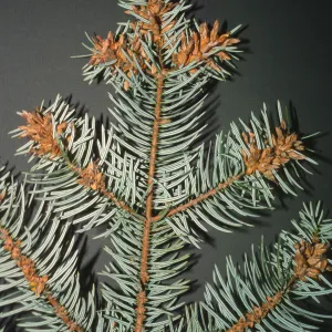 Abies bracteata, SBBG