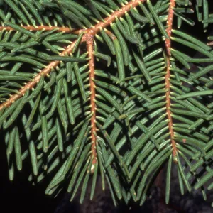 Abies concolor, Kern River drainage