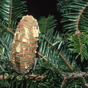 Abies grandis