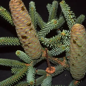 Abies pinsapo, Stow House