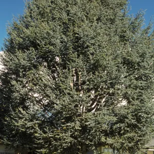 Cedrus atlantica