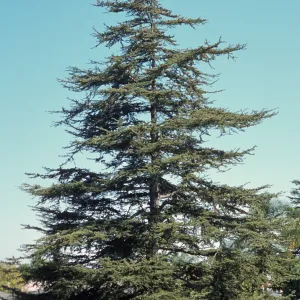 Cedrus deodara