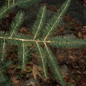 Picea sitchensis