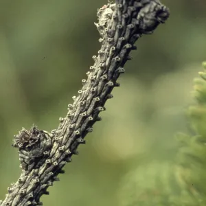 Picea sitchensis