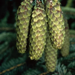 Picea sitchensis