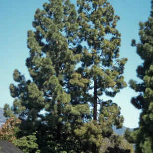 Pinus canariensis