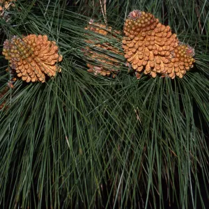 Pinus canariensis