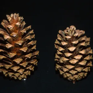 Pinus canariensis