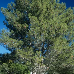 Pinus halepensis