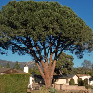 Pinus pinea
