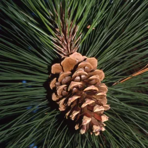 Pinus ponderosa