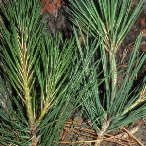 Pinus ponderosa