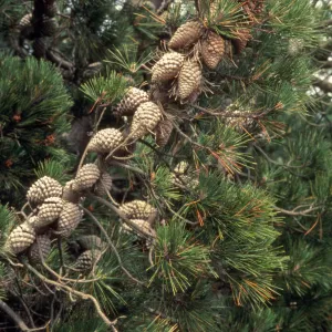 Pinus radiata