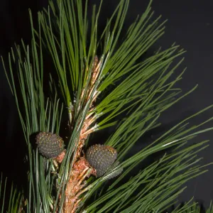 Pinus radiata