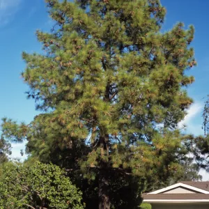 Pinus roxburghii