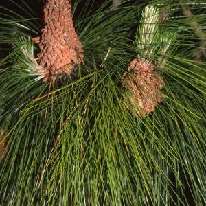 Pinus roxburghii