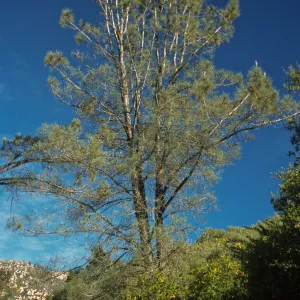 Pinus sabiana, SBBG