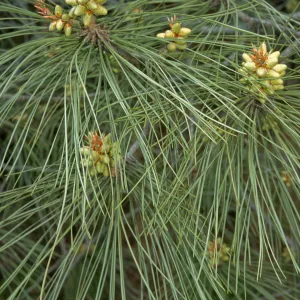 Pinus sabiana, SBBG