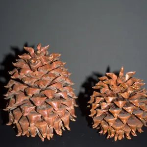 Pinus sabiniana, SBBG