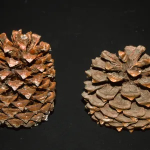 Pinus torreyana