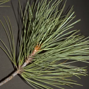 Pinus torreyana spbsp. insularis