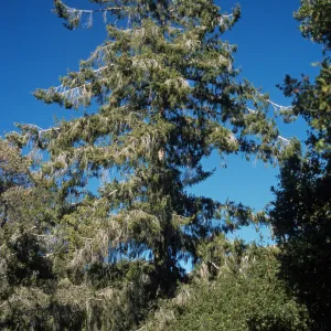 Pseudotsuga macrocarpa