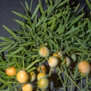 Afrocarpus gracilior