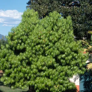 Podocarpus henkelii