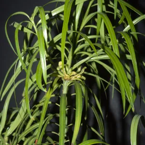 Podocarpus henkelii