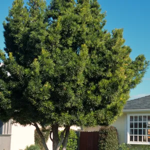 Podocarpus macrophyllus