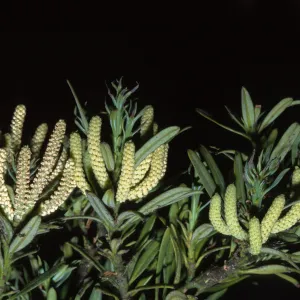 Podocarpus macrophyllus