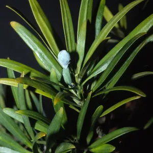Podocarpus macrophyllus