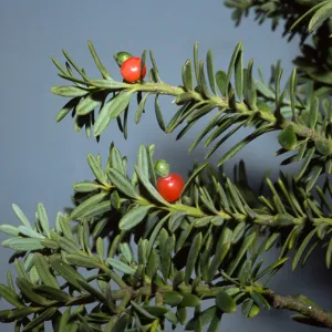 Podocarpus totara