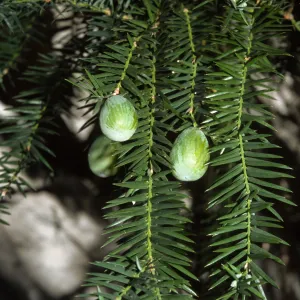 Torreya californica