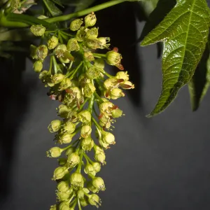 Acer macrophyllum