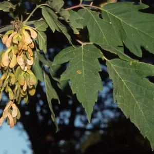 Acer negundo