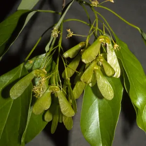 Acer oblongum